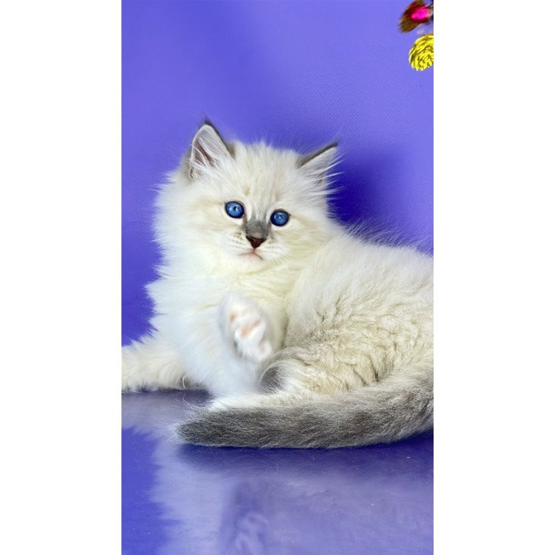 Siberian Zephire