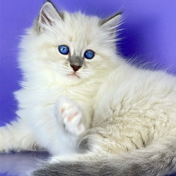 Siberian Zephire