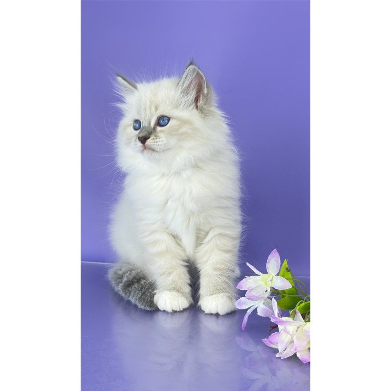 Siberian Zephire