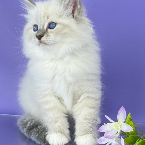Siberian Zephire