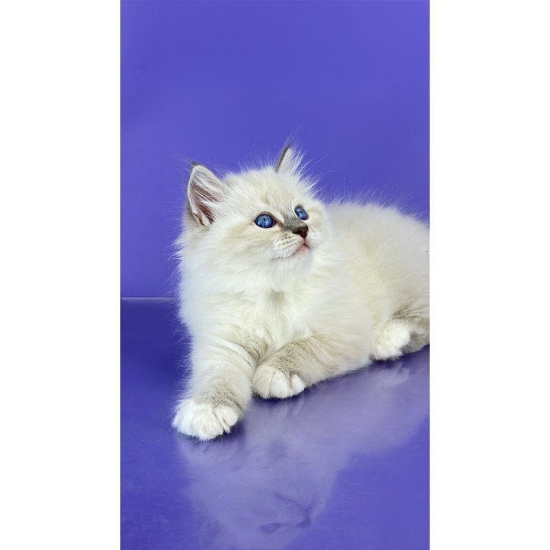 Siberian Zephire