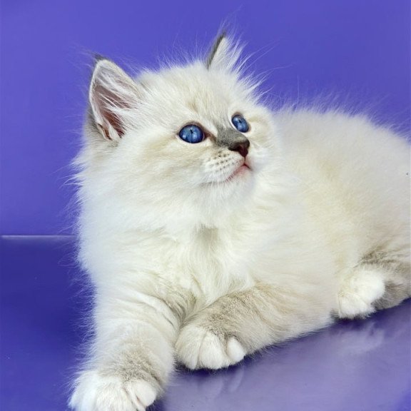 Siberian Zephire