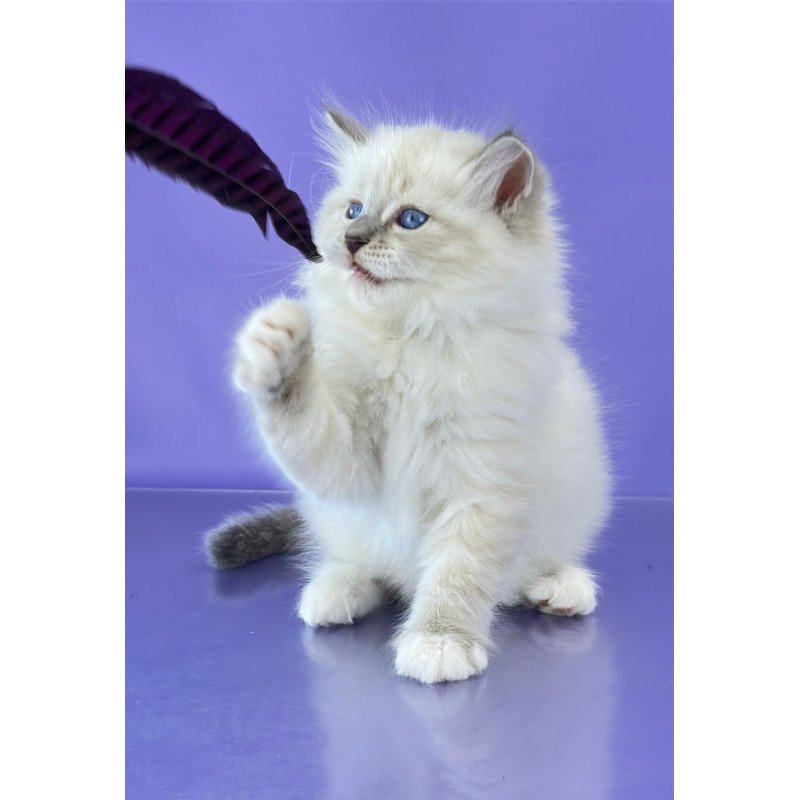 Siberian Zephire
