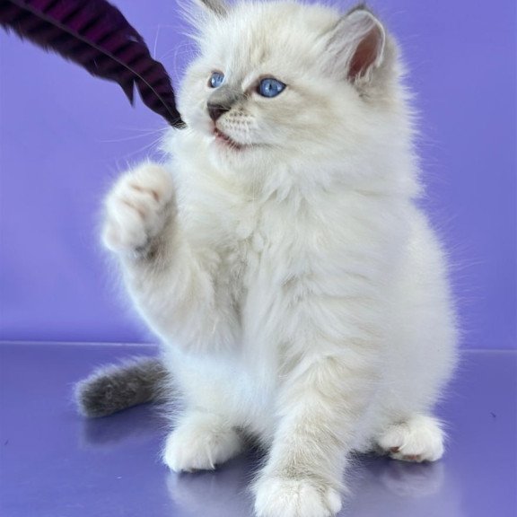 Siberian Zephire
