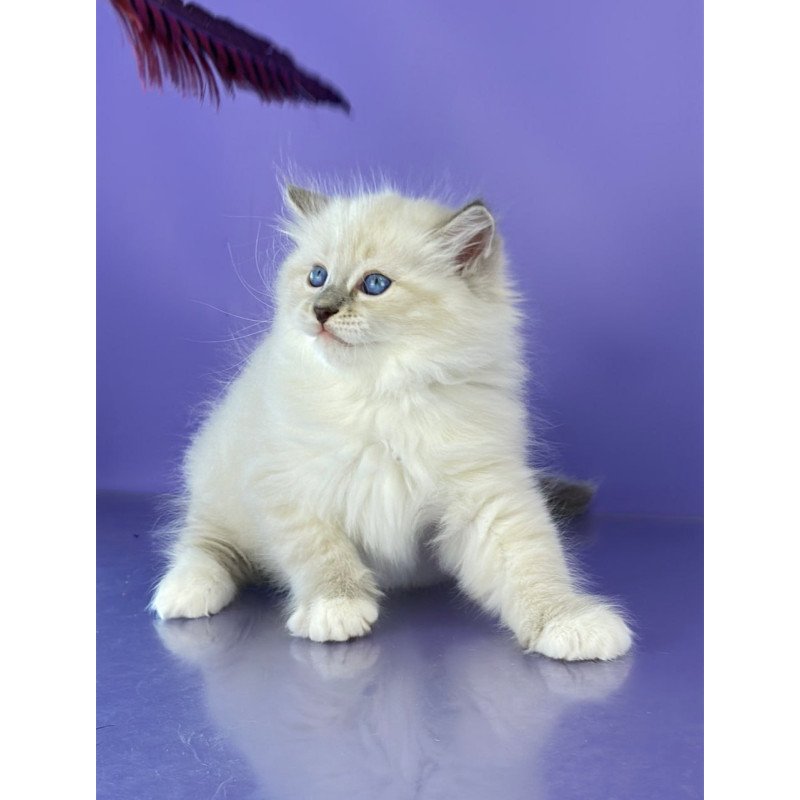 Siberian Zephire
