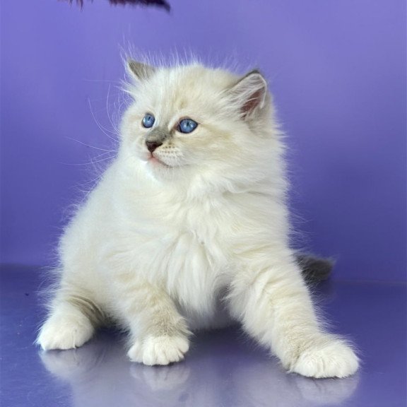 Siberian Zephire