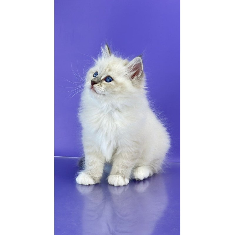 Siberian Zephire