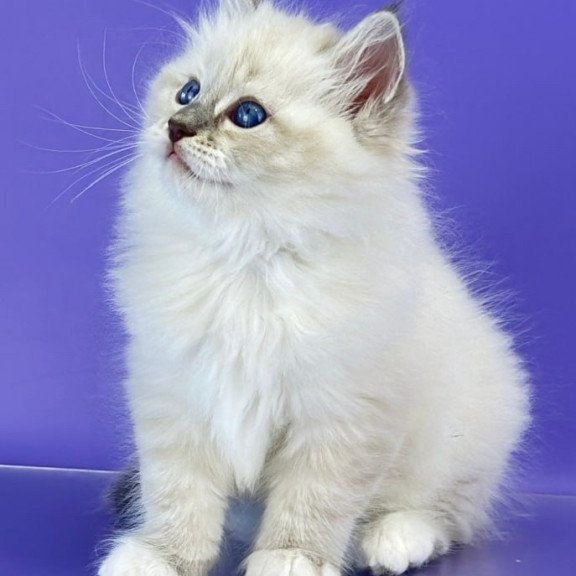 Siberian Zephire