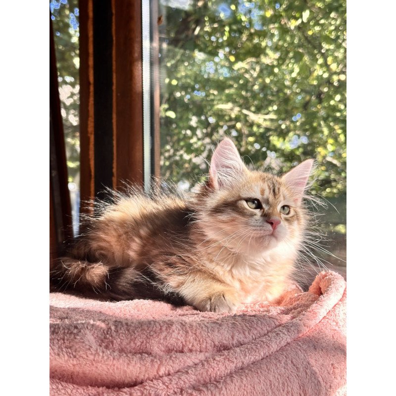 Siberian Yukon