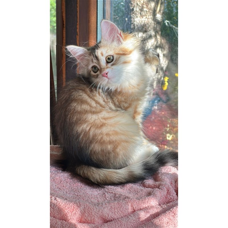 Siberian Yukon
