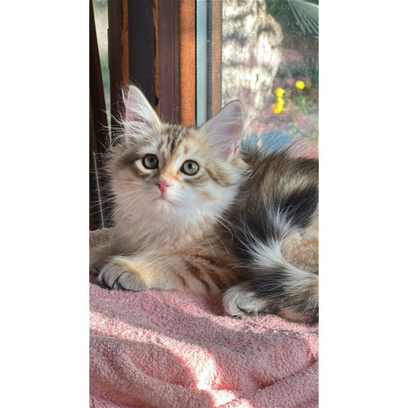 Siberian Yukon