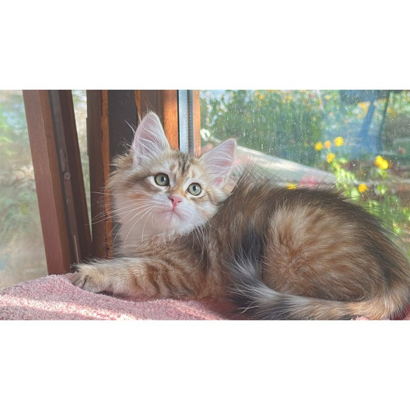 Siberian Yukon