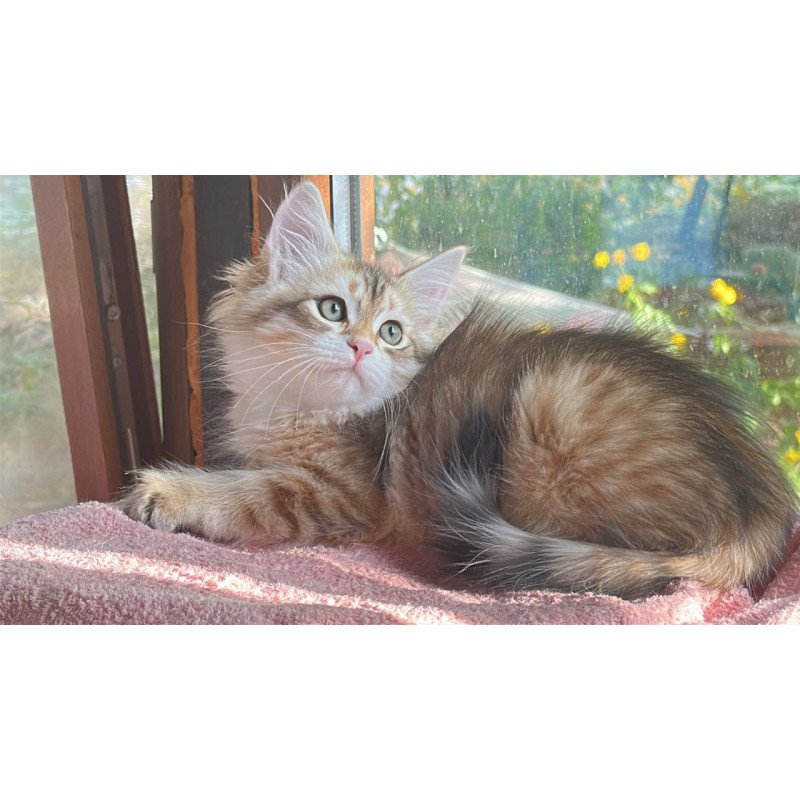 Siberian Yukon