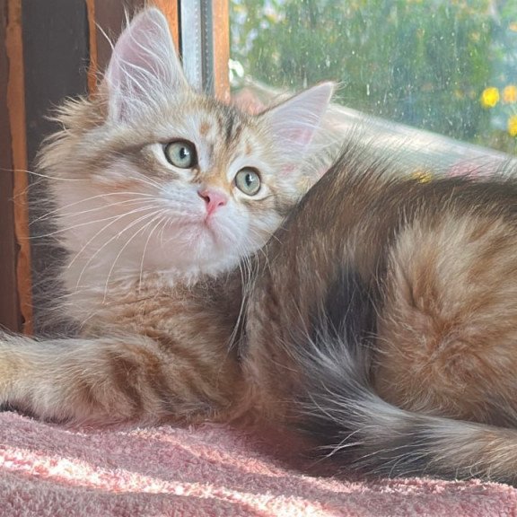 Siberian Yukon