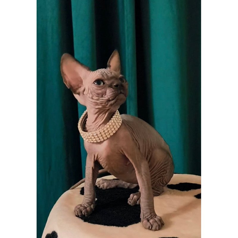 Sphynx Kitty