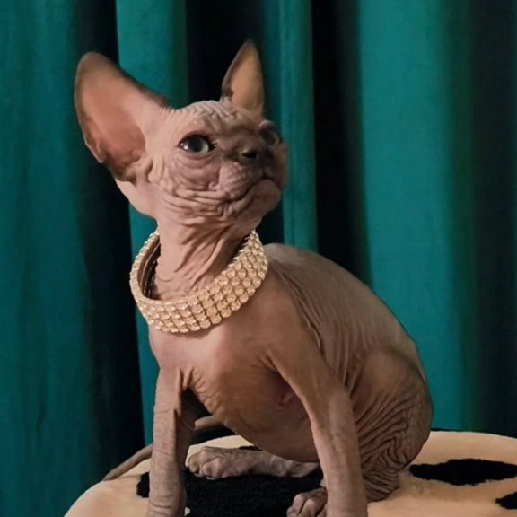 Sphynx Kitty