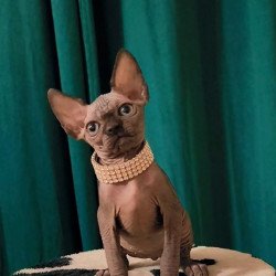 Sphynx Kitty