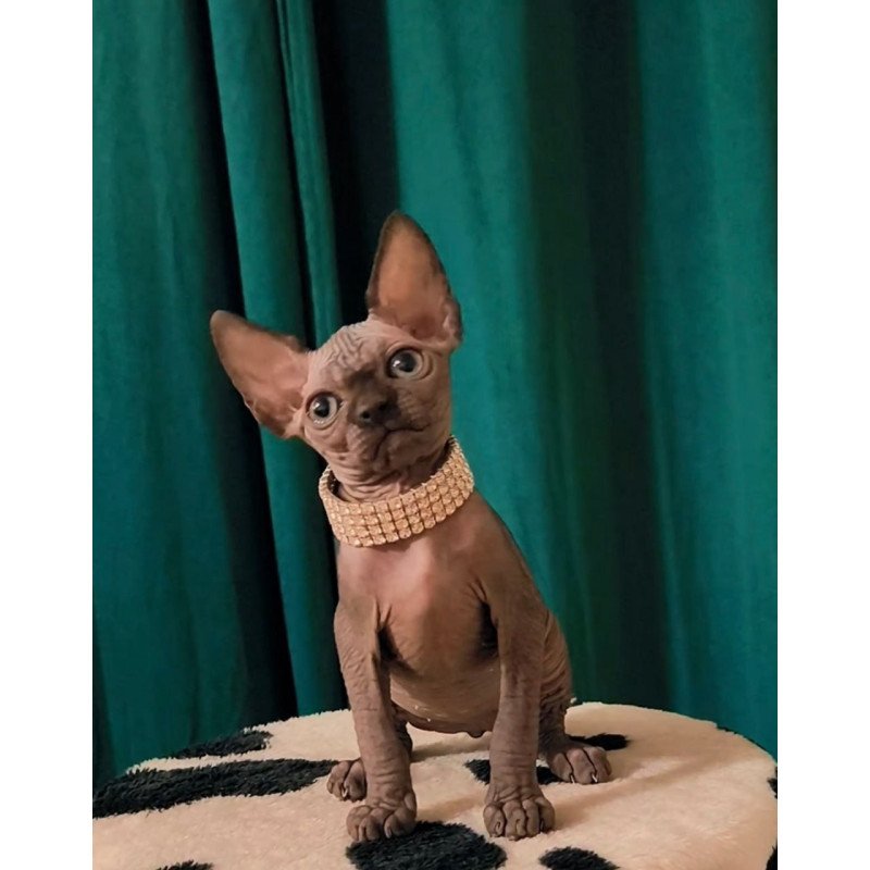 Sphynx Kitty
