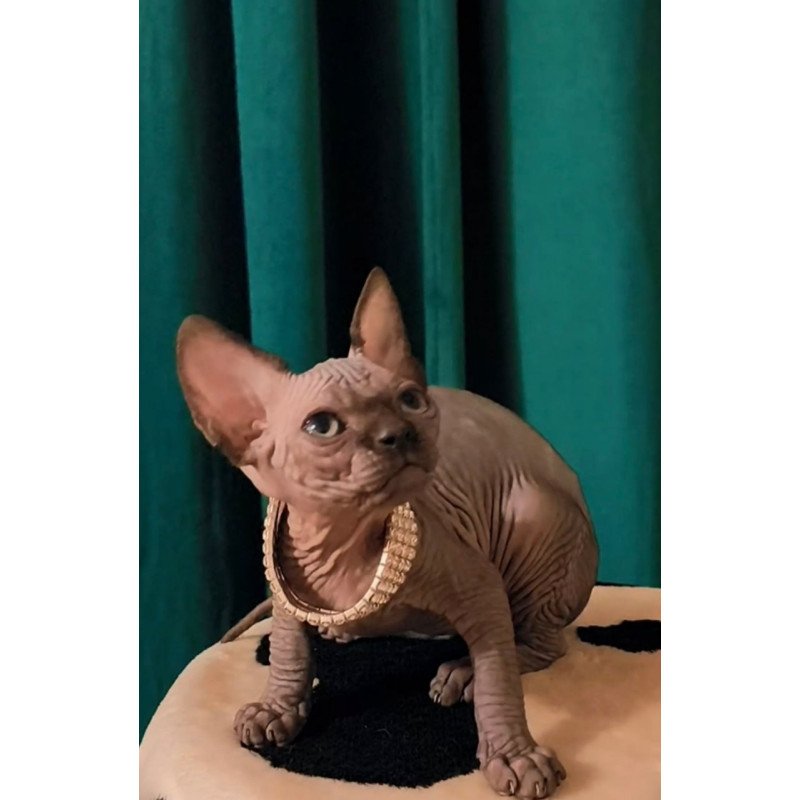 Sphynx Kitty