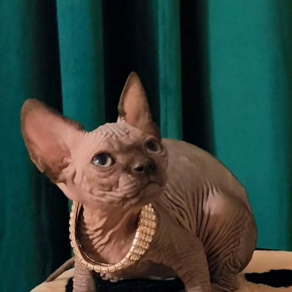 Sphynx Kitty