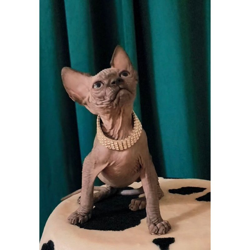 Sphynx Kitty