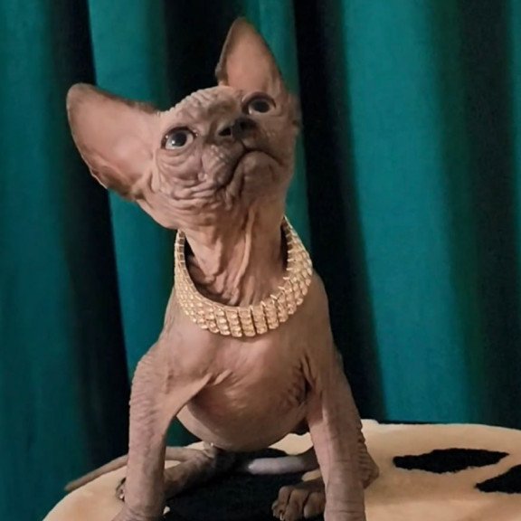 Sphynx Kitty