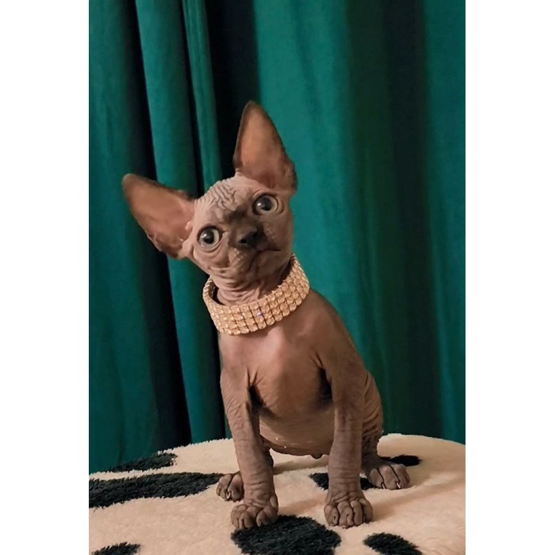 Sphynx Kitty