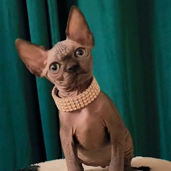 Sphynx Kitty