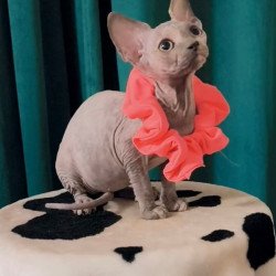 Sphynx Coco