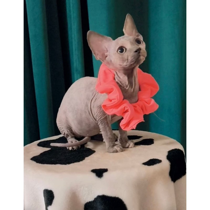 Sphynx Coco