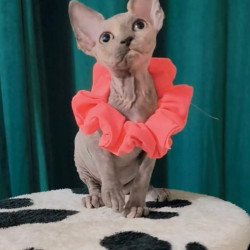Sphynx Coco