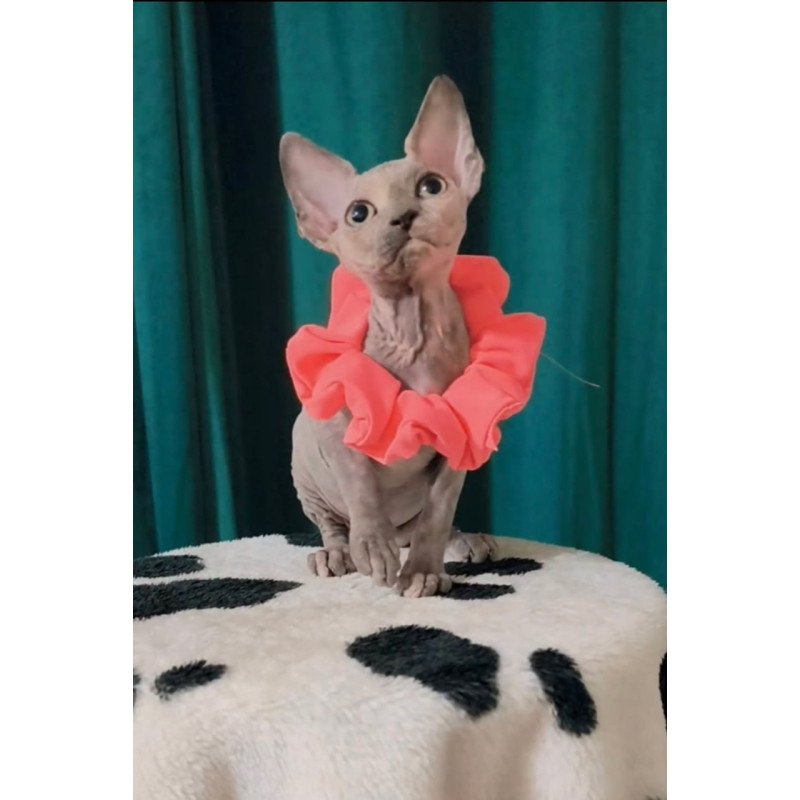 Sphynx Coco