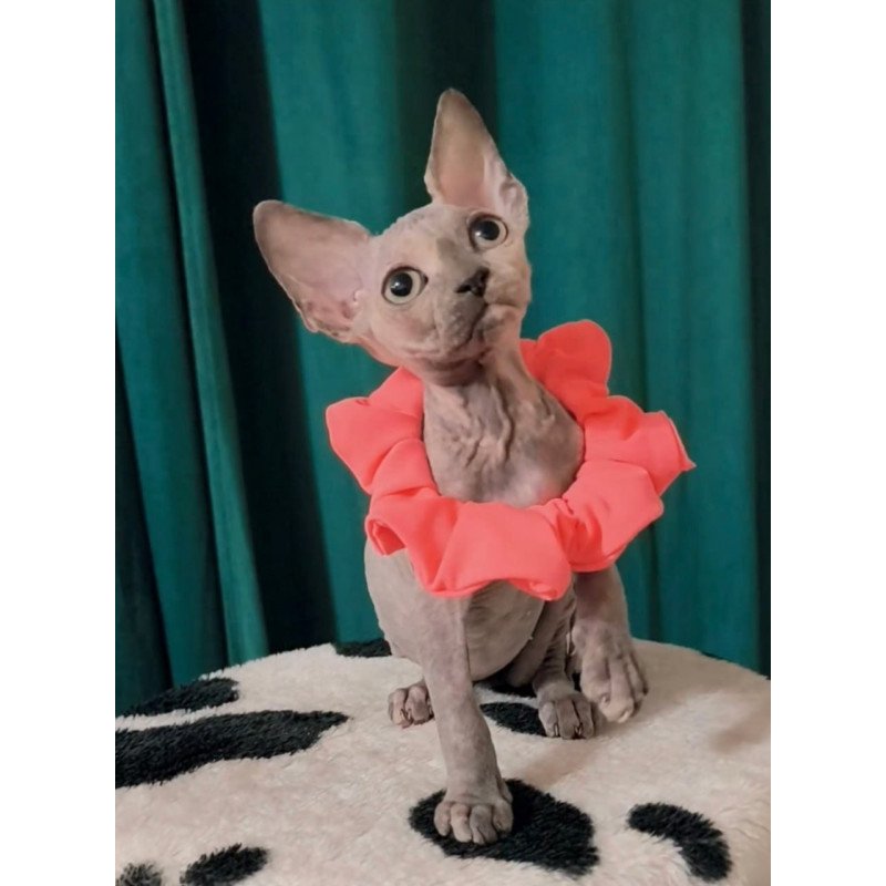 Sphynx Coco