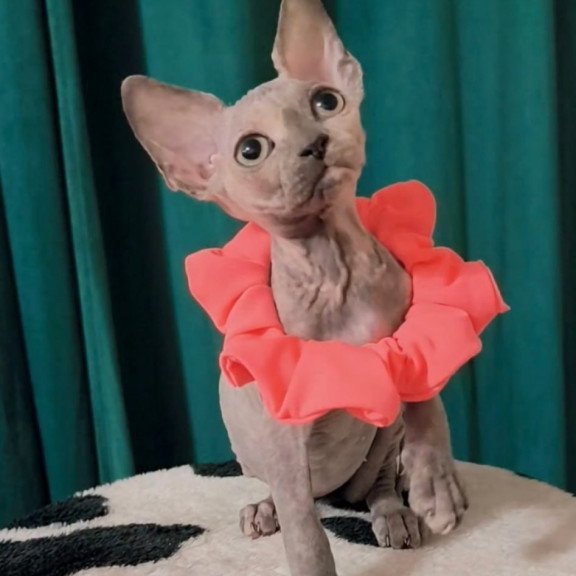 Sphynx Coco