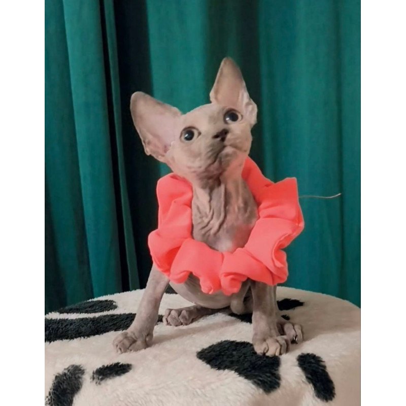 Sphynx Coco