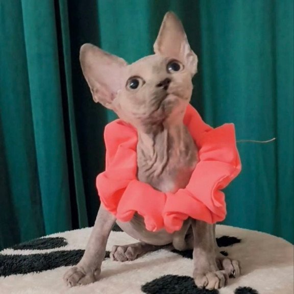 Sphynx Coco