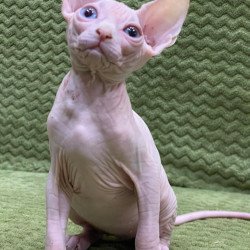 Sphynx Afina