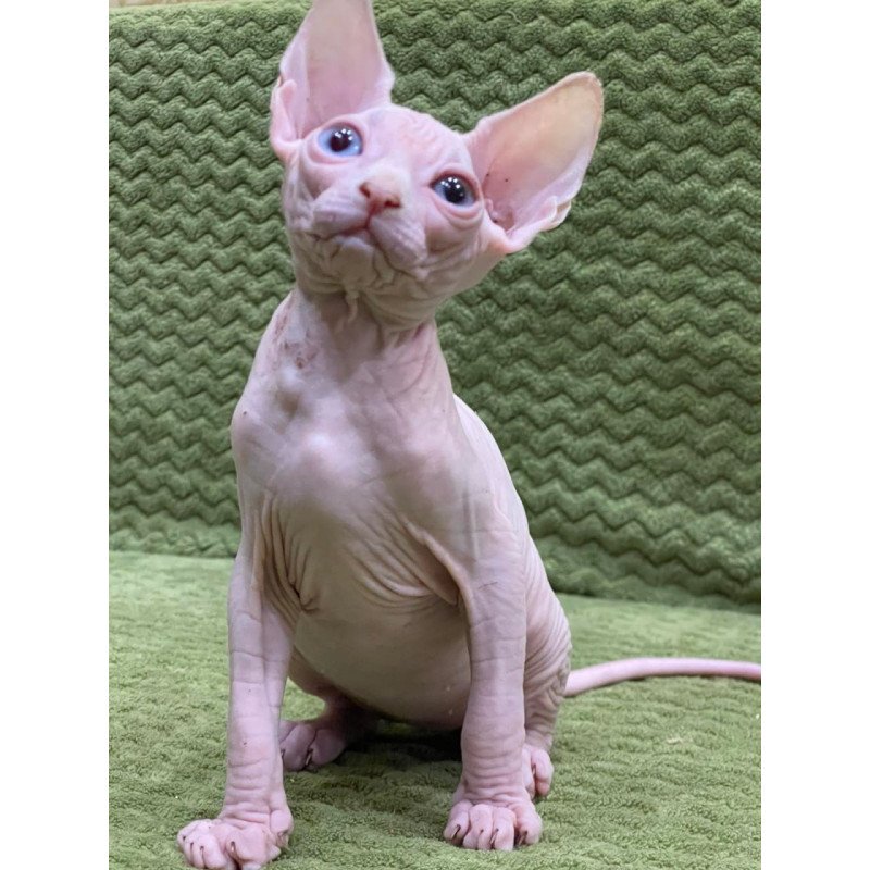 Sphynx Afina