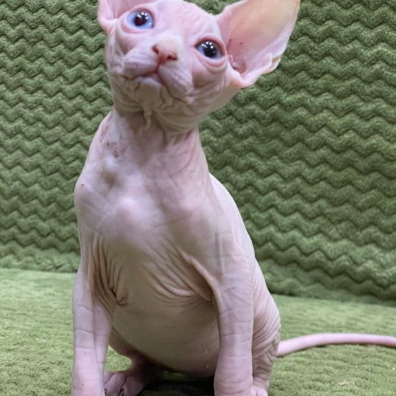 Sphynx Afina