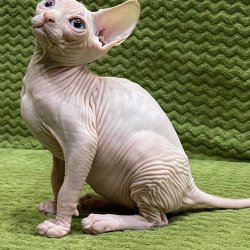 Sphynx Afina