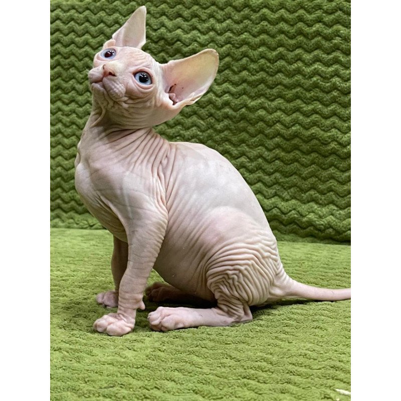 Sphynx Afina