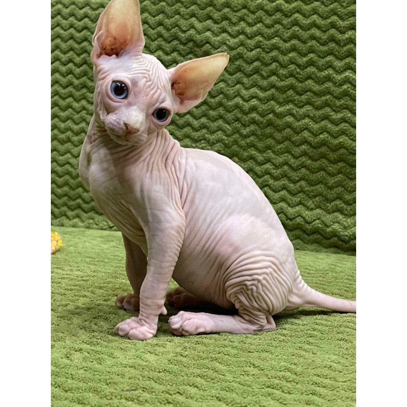 Sphynx Afina
