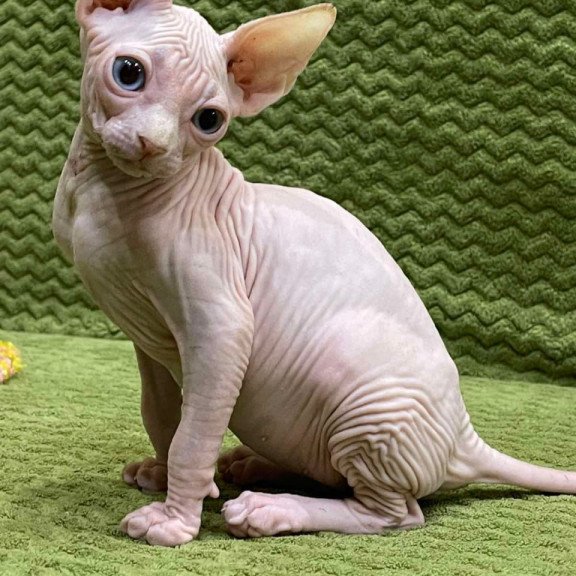 Sphynx Afina