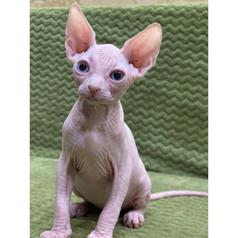 Sphynx Afina