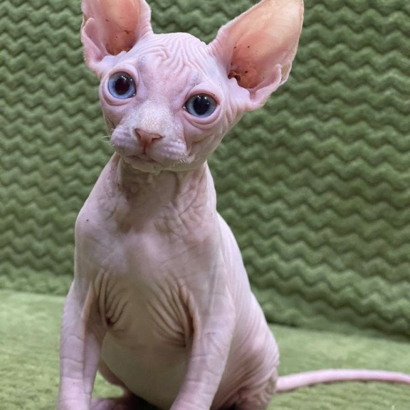 Sphynx Afina