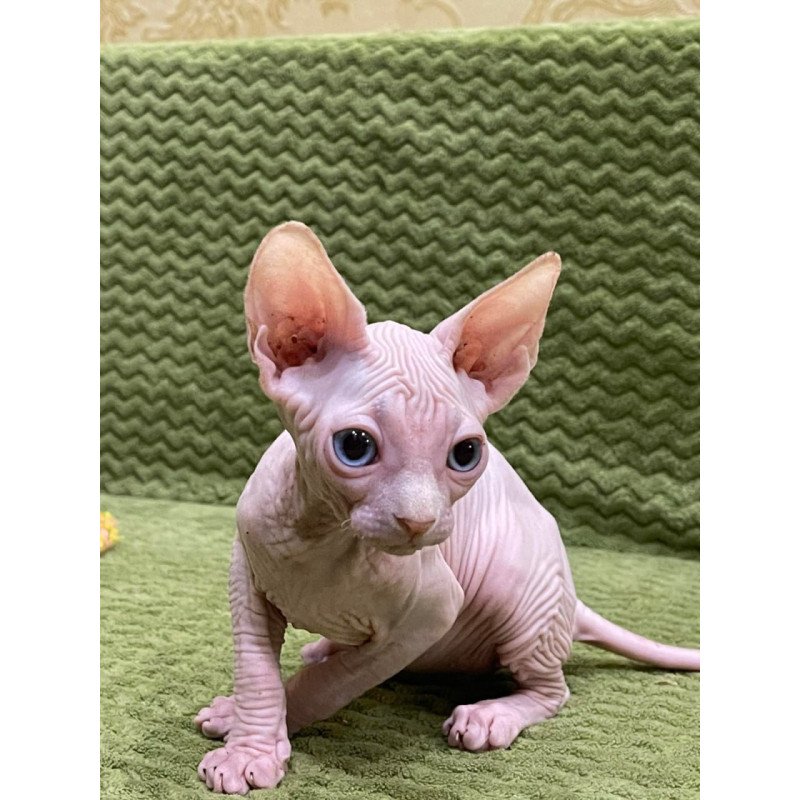 Sphynx Afina