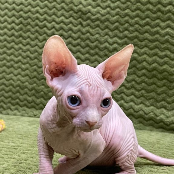 Sphynx Afina
