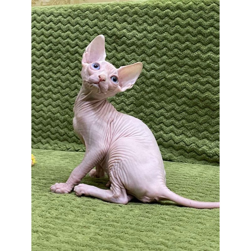 Sphynx Afina