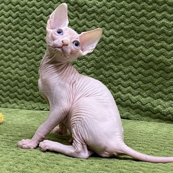 Sphynx Afina