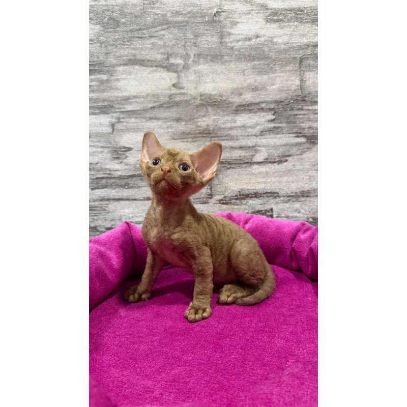 Devon Rex NOV Paskal